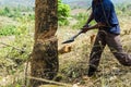 Slash and burn cultivation, rainforest cut and burned to plant Royalty Free Stock Photo