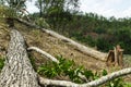 Slash and burn cultivation, rainforest cut and burned to plant Royalty Free Stock Photo