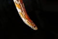 Slash my corn snake