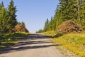 Slash piles along a logging roadside in BC, Canada