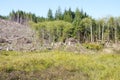 Slash piles and clear cut Douglas fir forest