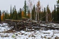 Slash piles left after clear cutting
