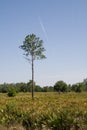 Slash pine in clearing