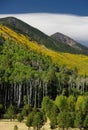 Slashes of fall color above Lockett Meadow, San Francisco Peaks, Arizona Royalty Free Stock Photo