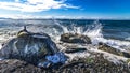 Slashing waves at the beach Royalty Free Stock Photo