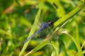 Slate blue dragonfly landed on a leaf