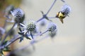 Slate Blue Globe Thistle Flowering and Blooming