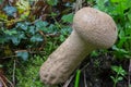 Slate Bolete or Leccinum duriusculum, is a genus of fungi in the family Boletaceae.