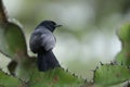 The slate-colored boubou up close