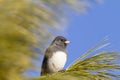 Slate colored Dark Eyed Junco Junco hyemalis Royalty Free Stock Photo