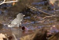 Slate colored Dark Eyed Junco Junco hyemalis Royalty Free Stock Photo