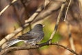 Slate colored Dark Eyed Junco  Junco hyemalis Royalty Free Stock Photo