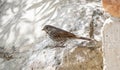 A Slate-colored Fox Sparrow Passerella iliaca Perched on Rocks in the Mountains of Northern Colorado Royalty Free Stock Photo