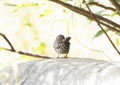 A Slate-colored Fox Sparrow Passerella iliaca Perched on Rocks in the Mountains of Northern Colorado Royalty Free Stock Photo