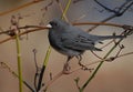 Slate Colored Junco Royalty Free Stock Photo