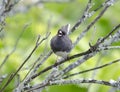 Slate Dark eyed Junco bird singing Royalty Free Stock Photo