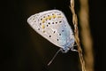 Slate gray butterfly Royalty Free Stock Photo