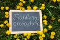 Slate lying in the grass with dandelion and the letters Fruehlingserwachen