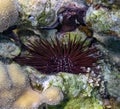 A Slate Pencil Sea Urchin Eucidaris tribuloides in the Red Sea Royalty Free Stock Photo