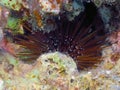 A Slate Pencil Sea Urchin Eucidaris tribuloides in the Red Sea Royalty Free Stock Photo