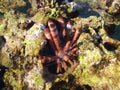 Slate Pencil Urchin on Coral, Numfor Island