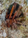 Slate pencil urchin, Eucidaris tribuloides. Bonaire. Caribbean Diving holiday Royalty Free Stock Photo