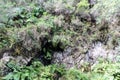 Slate rock wall covered with ferns and thorns in a typically atlantic forest in Galicia, Spain