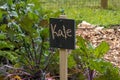 slate sign marking kale growing in kitchen garden
