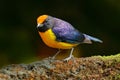 Slate-throated Redstart, Myioborus miniatus, beautiful bird from tropic Costa Rica. Tanager in the nature habitat. Wildlife scene