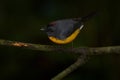 Slate-throated Redstart, Myioborus miniatus, beautiful bird from tropical Costa Rica.Tanager in the nature habitat. Wildlife scene