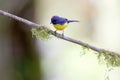 Slate-throated Whitestart 843957