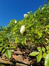 A slate tiled roof with a climbing rose. Royalty Free Stock Photo