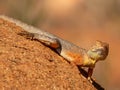 Slater\'s Ring-tailed Dragon (Ctenophorus slateri) in Central Australia Royalty Free Stock Photo