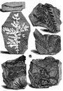 Slates Bearing Fossils, Vintage Engraving