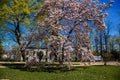 Slatinany, Czech Republic, 17 April 2022: classical chateau or romantic yellow castle, flowering tree, magnolia tree blossom in Royalty Free Stock Photo