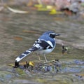 Slaty-backed Forktail Royalty Free Stock Photo