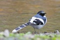 Slaty-backed Forktail Royalty Free Stock Photo