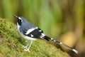 Slaty-backed forktail Royalty Free Stock Photo