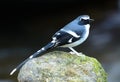 Slaty-backed forktail Royalty Free Stock Photo