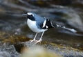 Slaty-backed forktail Enicurus schistaceus in Thai forest Royalty Free Stock Photo