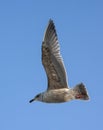 Slaty-backed Gull, Larus schistisagus Royalty Free Stock Photo