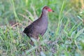 Slaty-breasted Rail Gallirallus striatus Beautiful Birds of Thailand