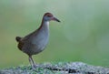 slaty-breasted rail (Lewinia striata) grey chest with red head and beaks fully standing over dirt pole in rice farm