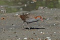 Slaty-breasted Rail