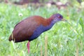 Slaty-breasted Wood-Rail (Aramides saracura) perched in the middle of the bush.