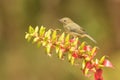 Slaty Flower-piercer - Diglossa plumbea Royalty Free Stock Photo