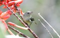 Slaty Flowerpiercer Diglossa plumbea Female Royalty Free Stock Photo