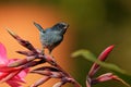 Slaty flowerpiercer - Diglossa plumbea  passerine bird endemic to the highlands of Costa Rica and western Panama, feeding on Royalty Free Stock Photo