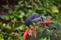 Slaty Flowerpiercer Diglossa plumbea Royalty Free Stock Photo