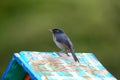 Slaty Flowerpiercer (Diglossa plumbea Royalty Free Stock Photo